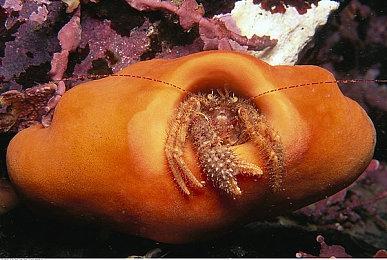 童话风俯视角回合制策略游戏《Wonderland》Steam页面 明年1日免费上线